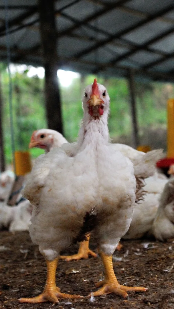 Damızlık kümes ortamında tavuklar